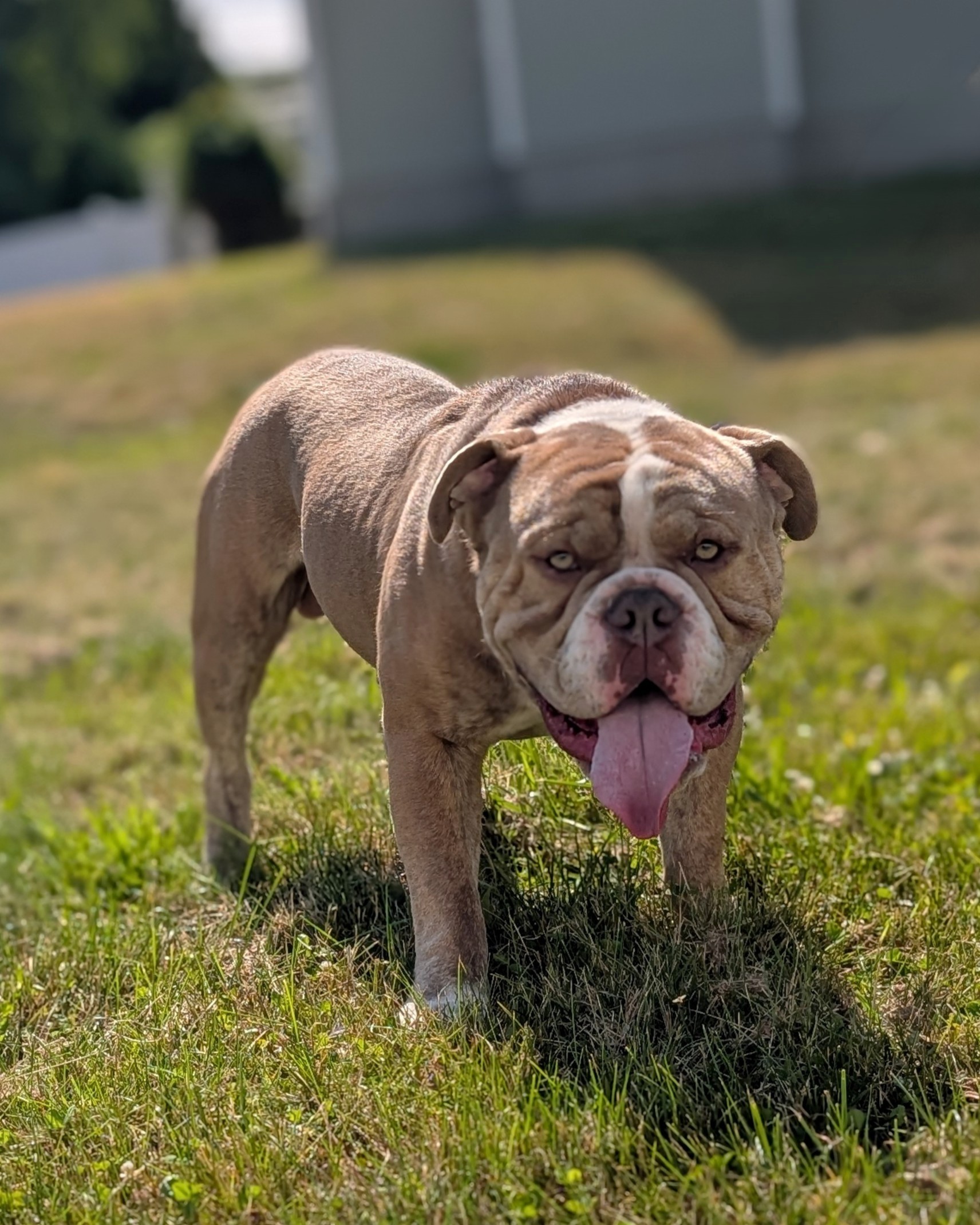 Churro