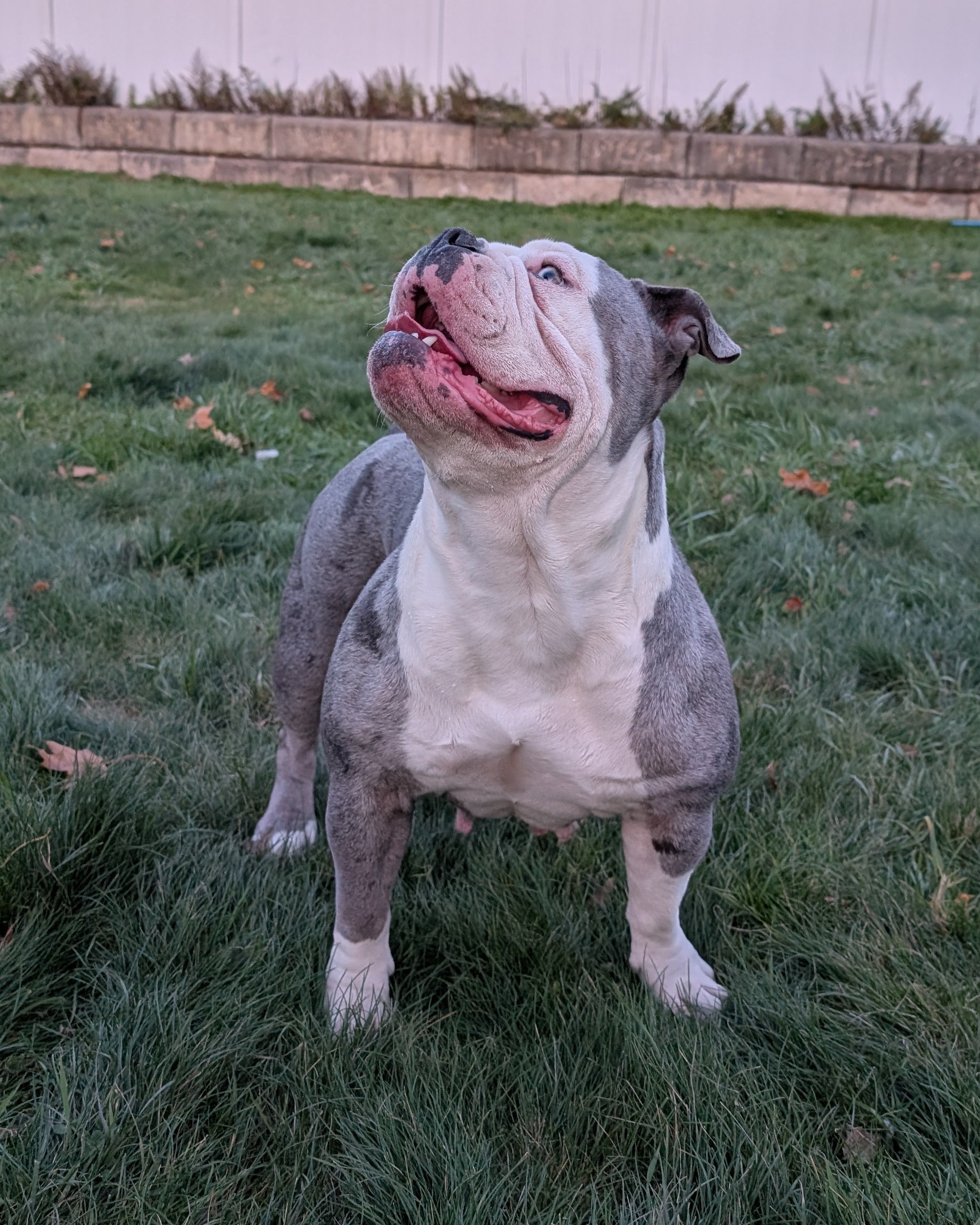 Luna